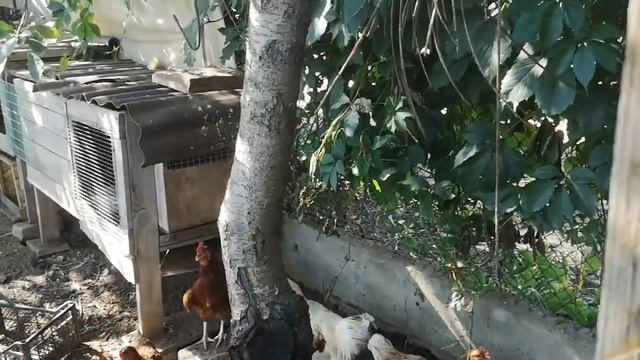 Бартер - натуральный обмен, содержание кур и кроликов на даче смотреть онлайн