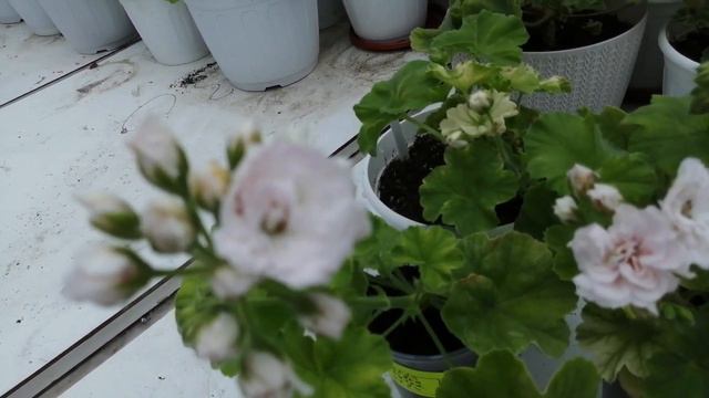 Сравнение сортов... смотреть онлайн