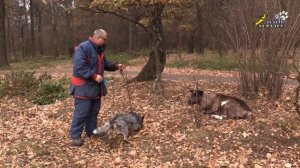 Бережное отношение хозяина к собаке, хилер и олень