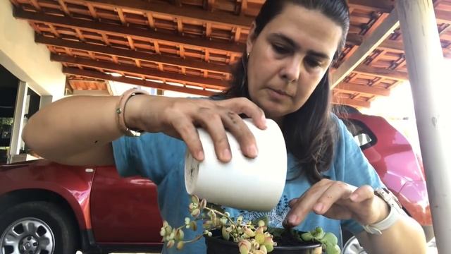#cotyledonpendenssuculentapendente Replantando meu Cotyledon pendens com dica especial смотреть онлайн