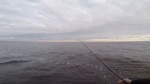 Ловля спиннингом на Рыбинском водохранилище (Рыбалка с БомбяО)