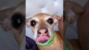 Злой той терьер