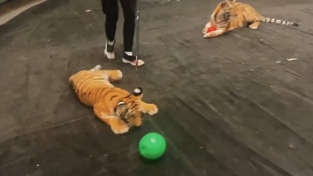 Московский цирк. Заряд хорошего настроения с дрессированными тигрятами. смотреть онлайн