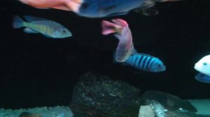 AFRICAN CICHLIDS MALAWI - AQUARIUM LAKE MALAWI - 2015 - AKWAPASJA