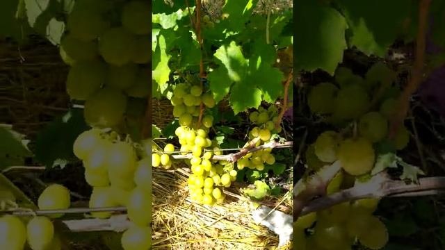 Виноград Дашуня,Потомок Ризамата,Наташа Ростова,Гурман ранний 20190818 120302