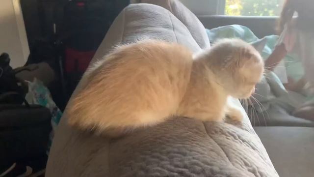 A day in the life of Cookie, the munchkin kitty cat смотреть онлайн