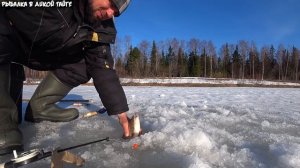 Поймал хороших язей / Хорошее закрытие сезона твёрдой воды