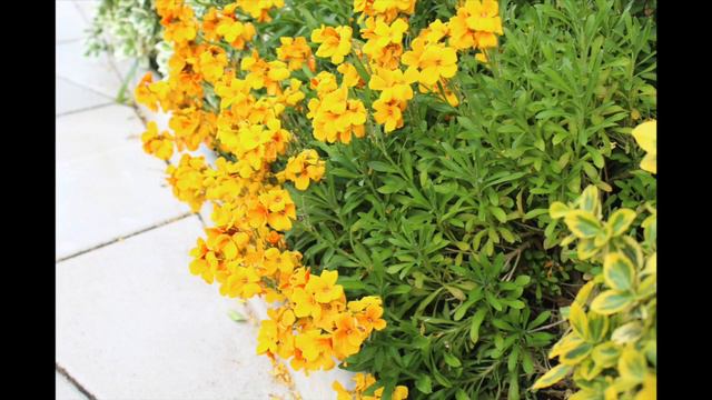 Erysimum Cheiri Wallflower fragrant yellow flowers in my walled garden uk Chieranthus смотреть онлайн