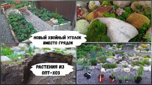 Новый хвойный уголок вместо грядок. Растения из Опт-Хоз.