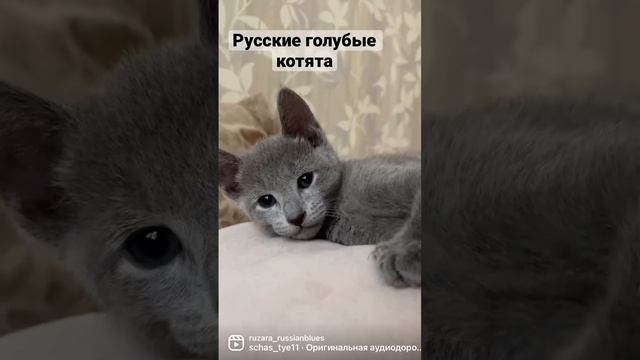 Русские голубые котята - РЕЗЕРВ