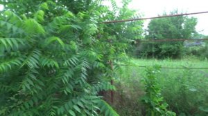 МОЙ САД. ИЮНЬ - ЛУЧШЕЕ ВРЕМЯ ДЛЯ ОБРЕЗКИ ДЕРЕВЬЕВ И КУСТАРНИКОВ