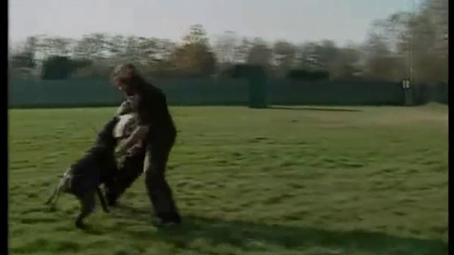 Породы собак Кане корсо смотреть онлайн