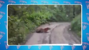 Такое Редко Увидишь! Случаи с Животными на Дороге Снятые на Камеру