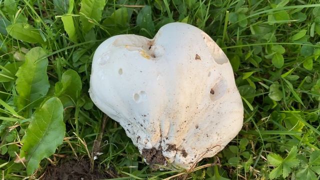 Calvatia gigantea (Головач гигантский), July 20, 2021