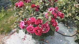 Японка Одиссея (Odisseia)