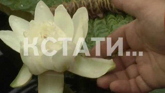 Гигантская амазонская виктория расцвела в нижегородском ботаническом саду смотреть онлайн