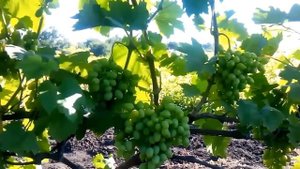 Обработка винограда  в период роста ягод