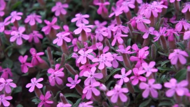 Saponaria prostrata 1 смотреть онлайн