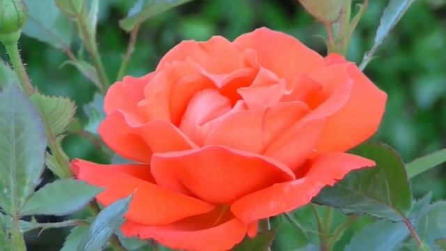 Спокойная музыка. Музыка для сна. Музыка природы. смотреть онлайн