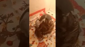 Как вылупляется страус/яйцо страуса