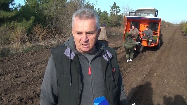 Сальские работники лесного хозяйства высадили в питомнике 1500 штук саженцев крымской сосны