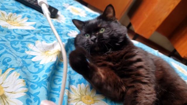 Самый умный кот!  Видеов 4 к.