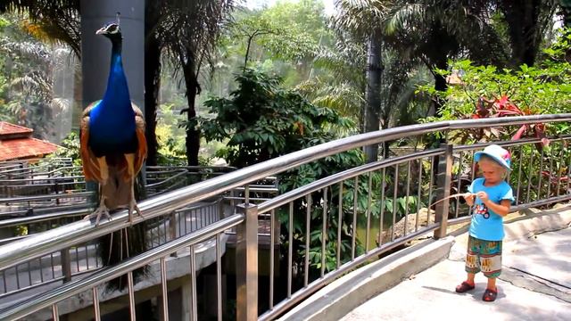 Парк птиц в Куала Лампуре, Малайзия смотреть онлайн
