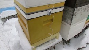 открывать или не открывать сетчатое дно пчелам на зиму , какой вариант зимовки выбрать и почему