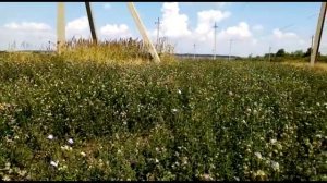 Родина глазами детей. Старое Ибрайкино.