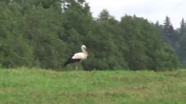 Аисты в каждой деревне смотреть онлайн