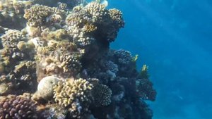 Concorde Moreen Beach Resort & Spa Marsa Alam January  2023