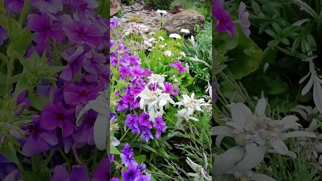 Эдельвейс альпийский или же Леонтоподиум.?