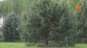 Деревня Желтухино  - обзор деревни от компании «Удачные земли»