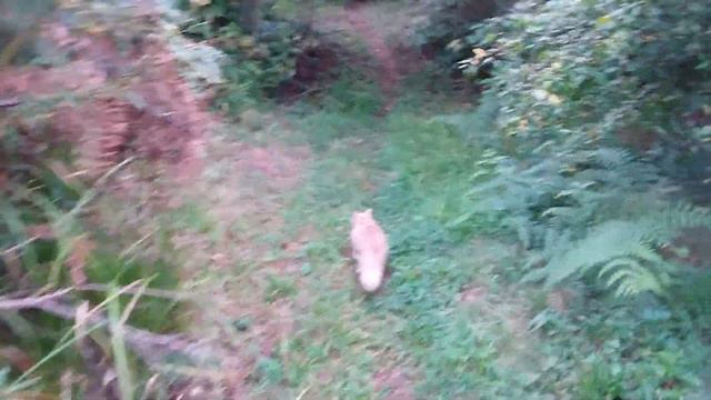 Лесная дача смотреть онлайн