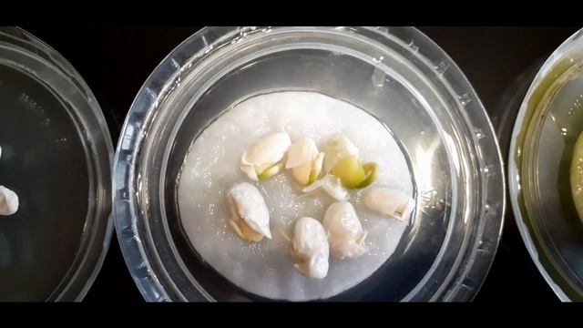 Хлорелла и иммунитет ,полезные свойства