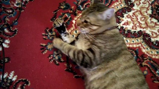 Мой кот настоящий актер! смотреть онлайн