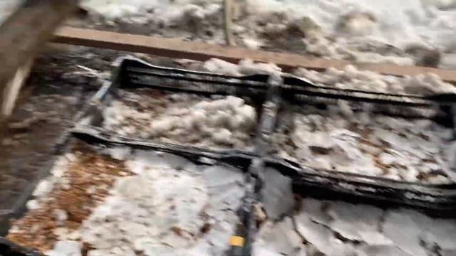 Опыт по выгонке своей луковицы тюльпанов (первые три месяца) в холодной теплице. смотреть онлайн