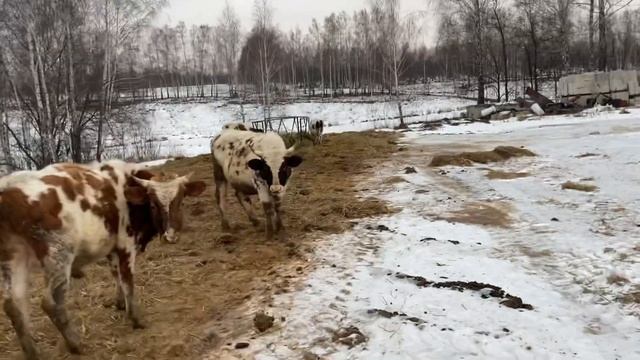 Наши бычки в загоне смотреть онлайн