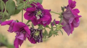 Petunia Double Climbing