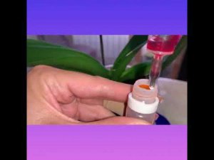 Попытка покрасить белую орхидею.