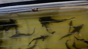 ОТЛЮЧЕНИЕ СВЕТА В УЗВ