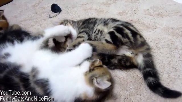 Котенок в шаре! Кошки играются! смотреть онлайн
