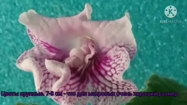 Первое цветение сорта ?? - Розовые сны смотреть онлайн