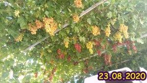 виноград Гурман ранній