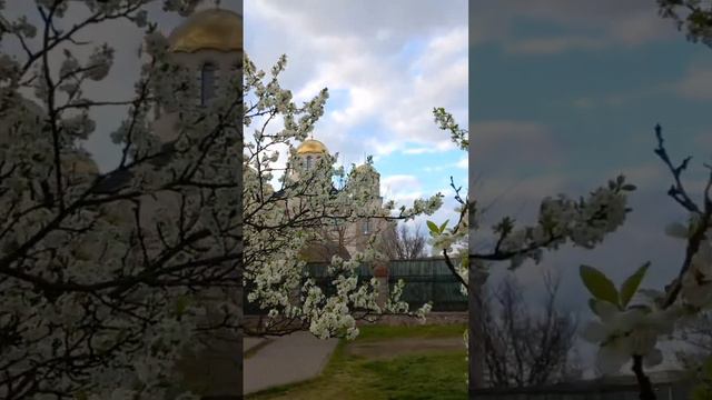 Chernobyle Cathedral & Blossoming Wild Plum Trees, Darnitsa, Kyiv, Ukraine. 22.april.2023. +15C.