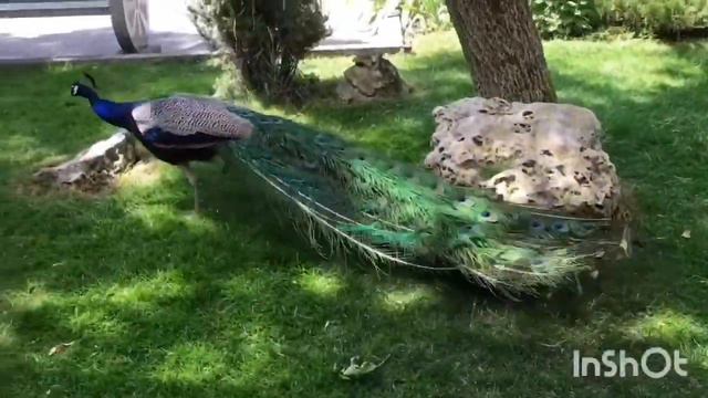 Парк львов Тайган смотреть онлайн