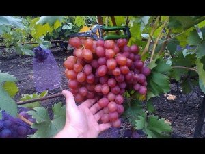 Урожай Винограда. Знаменка. Часть 1