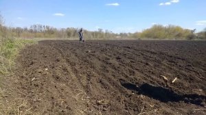 Посадка кукурузы ручной сеялкой