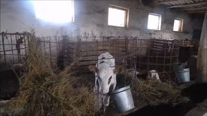 Продается действующая молочно-товарная ферма на з/у 14 га. Абинского района Краснодарского края