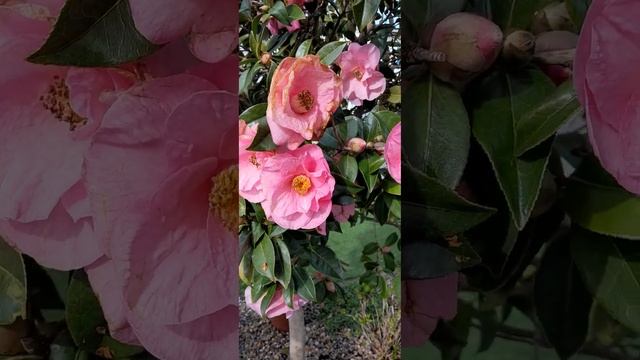 Камелия древовидная цветет/Camellia arborescens in bloom/#shorts